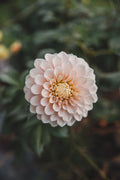 Sweet Nat Dahlia