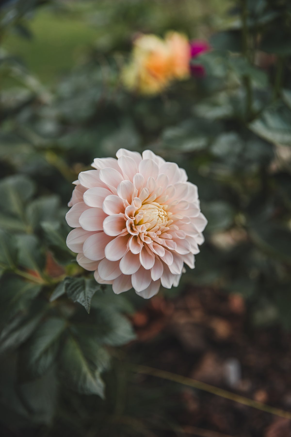 Sweet Nat Dahlia