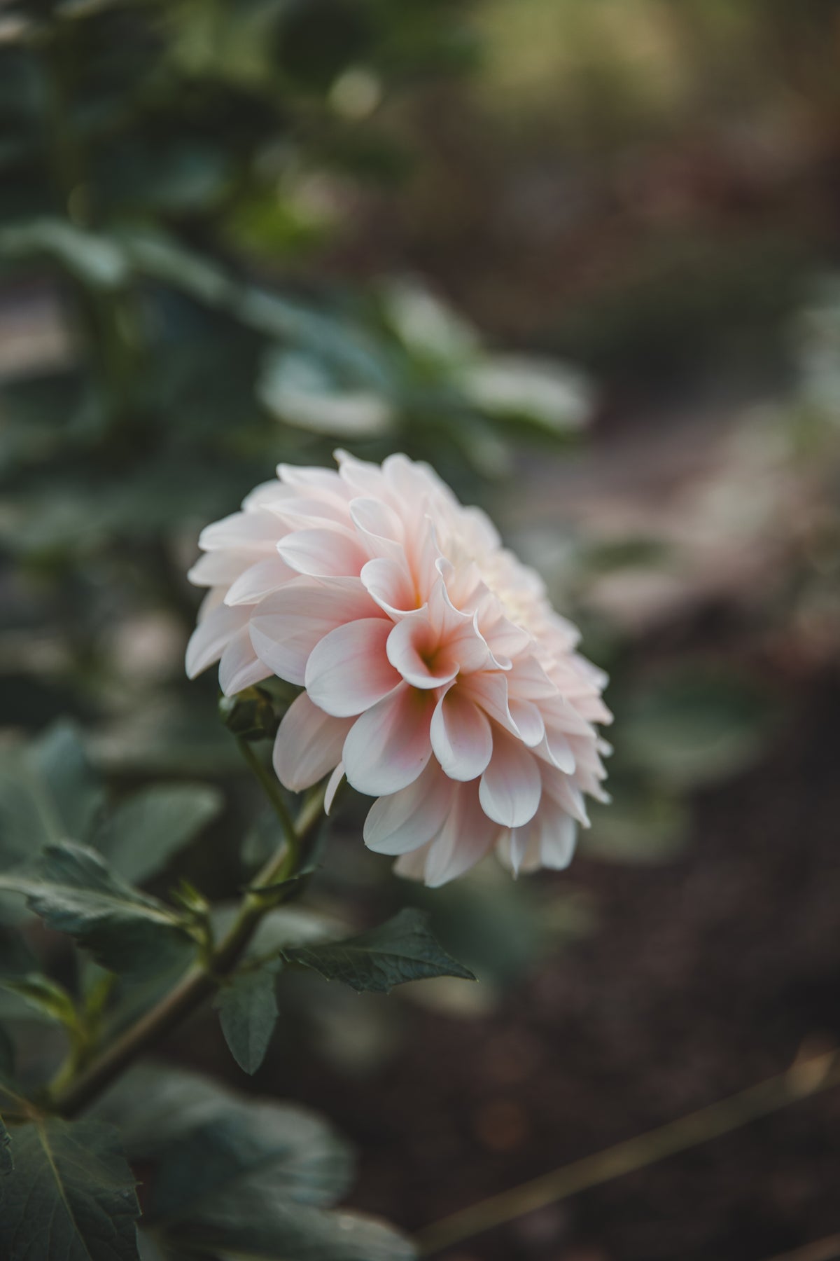 Sweet Nat Dahlia