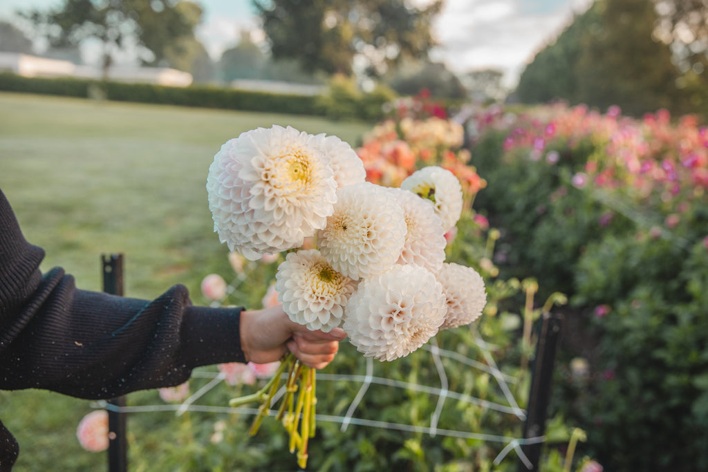 Pink Pearl Dahlia