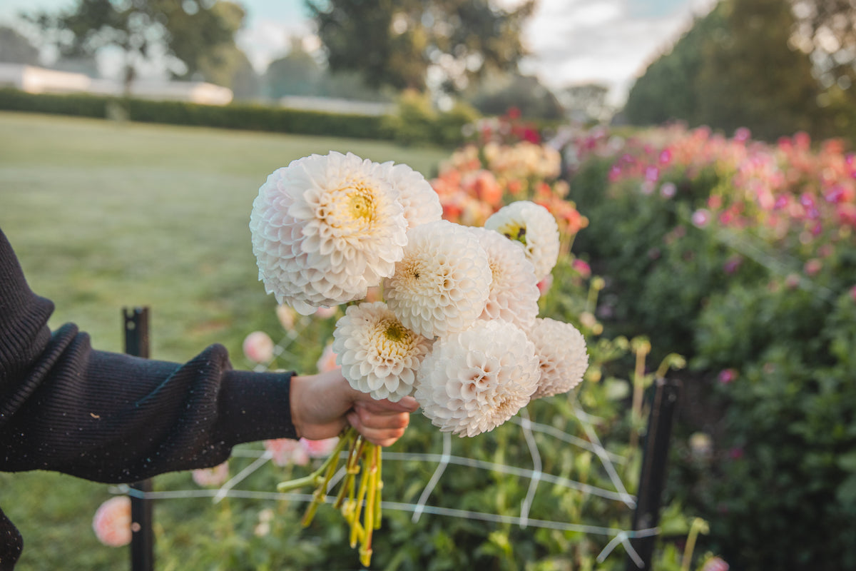 Pink Pearl Dahlia