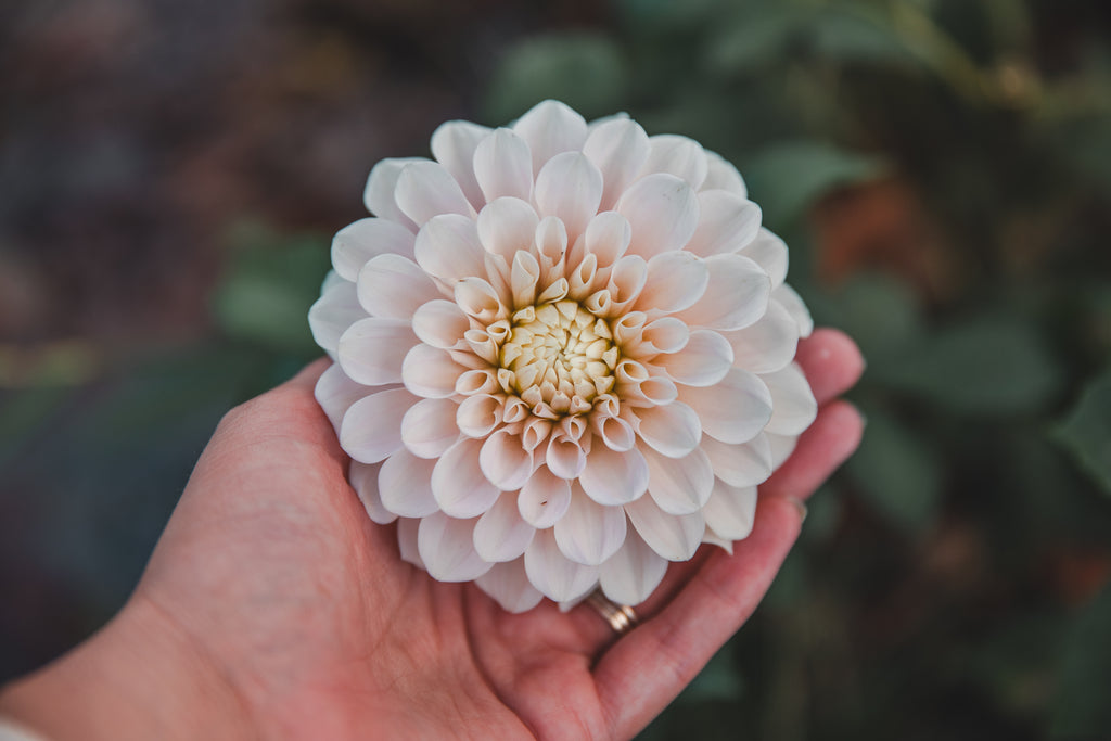 Sweet Nat Dahlia