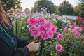 Sandra Dahlia