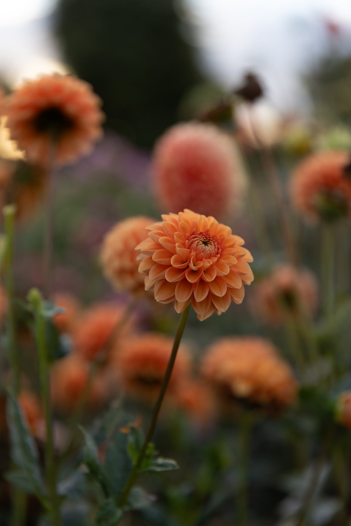 Maarn Dahlia