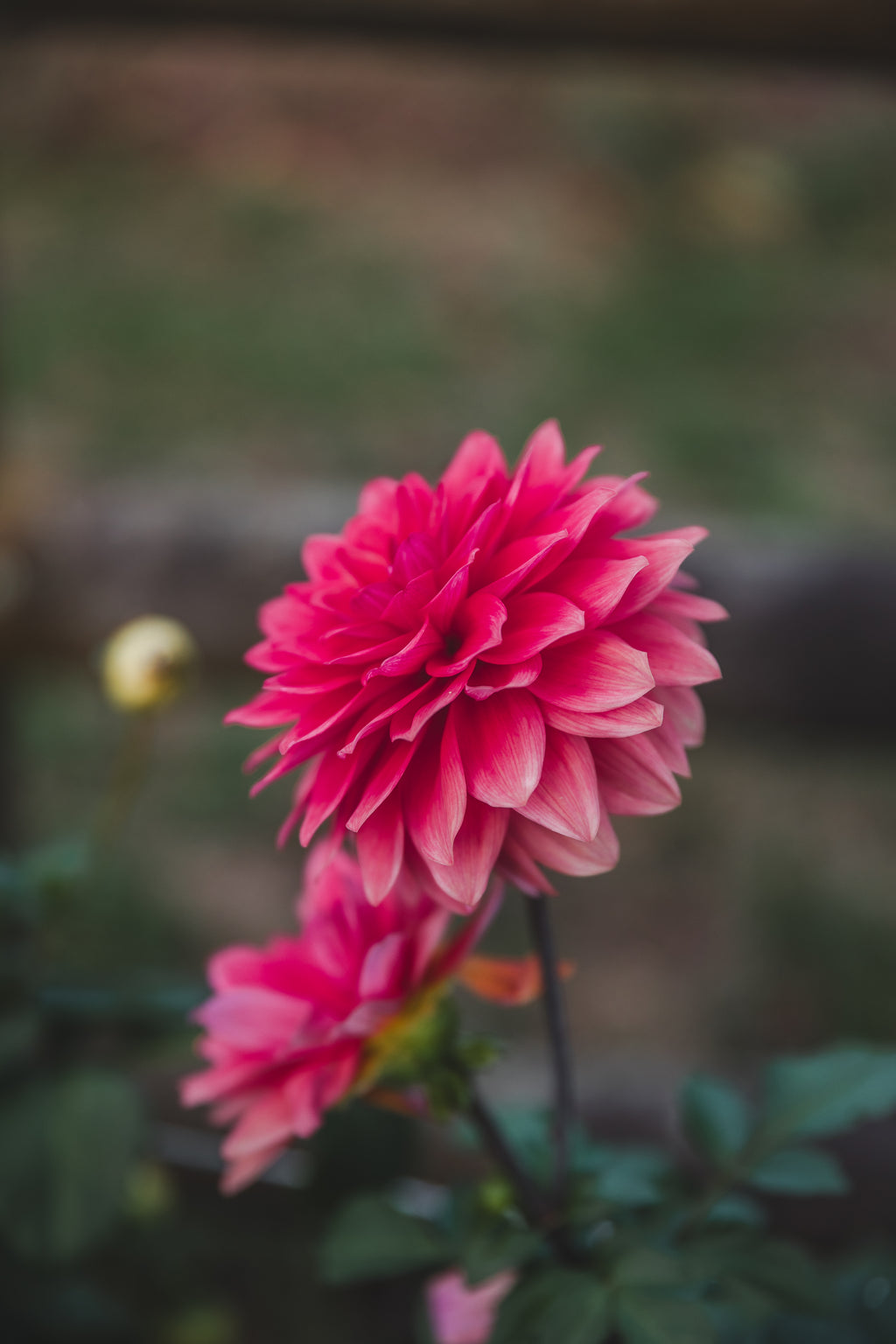American Dawn Dahlia