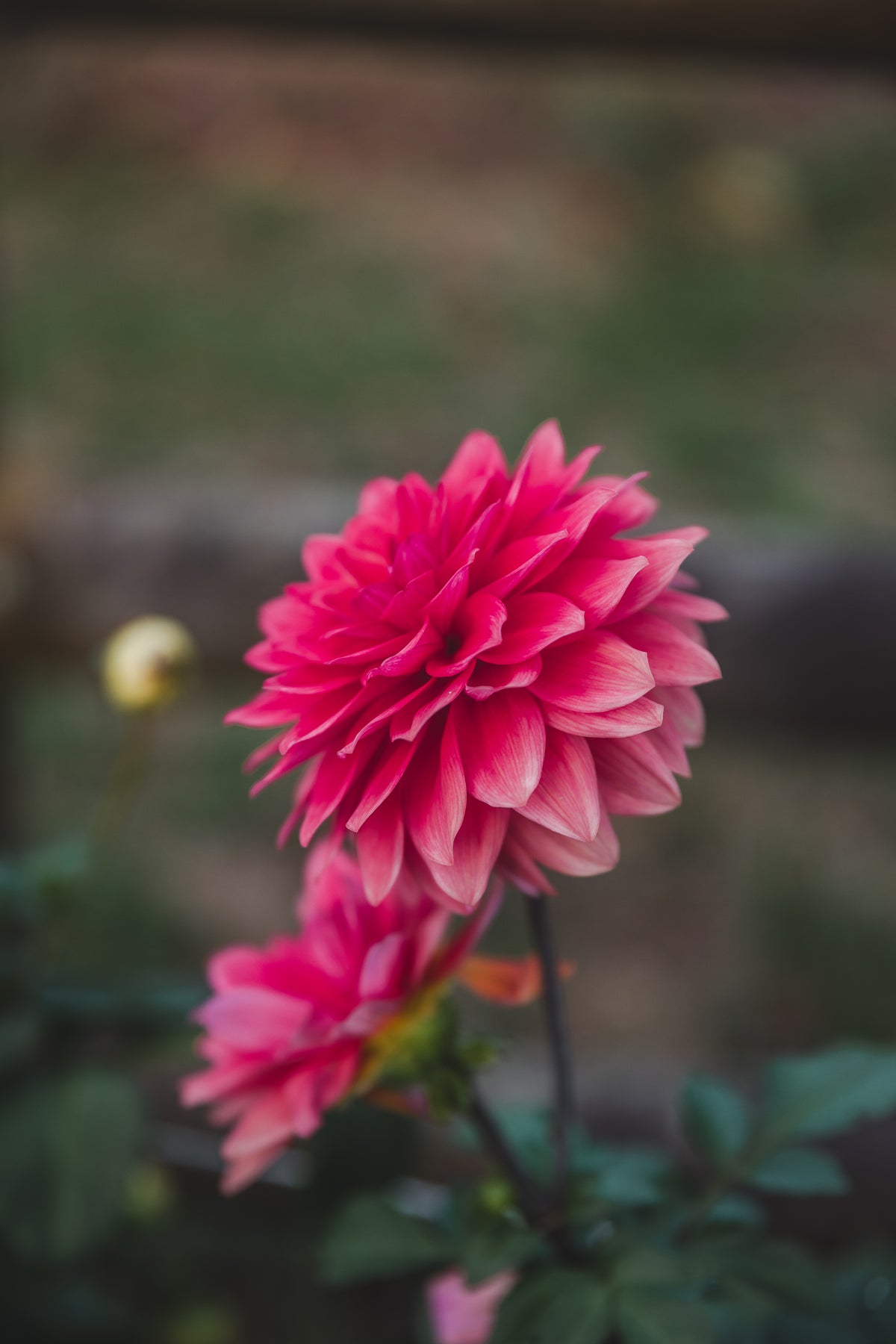 American Dawn Dahlia