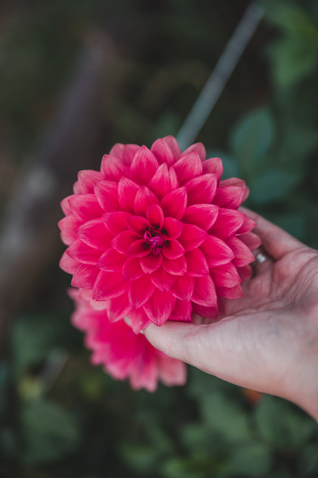 American Dawn Dahlia