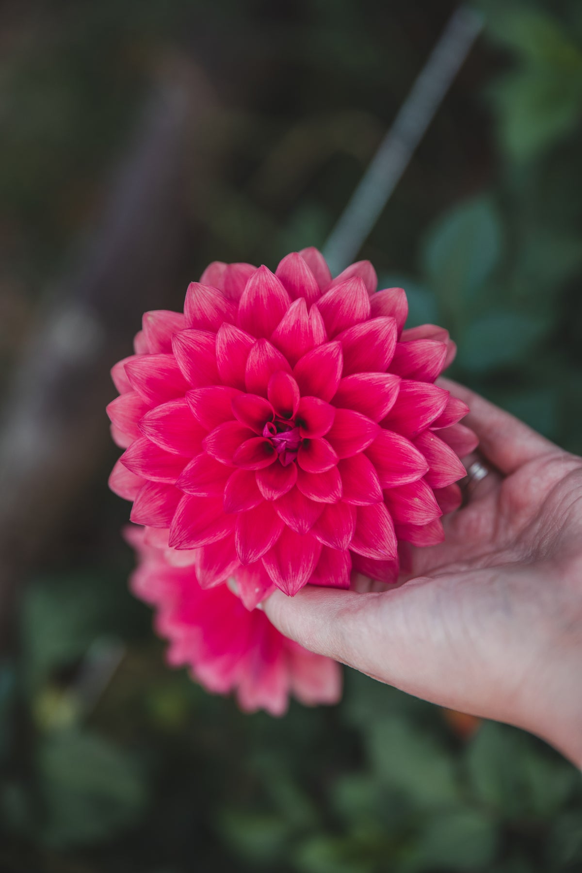 American Dawn Dahlia