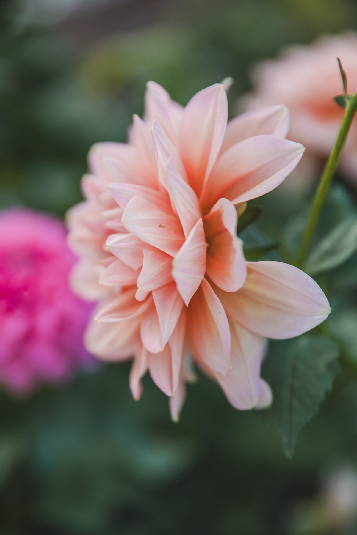 Sheer Heaven Dahlia