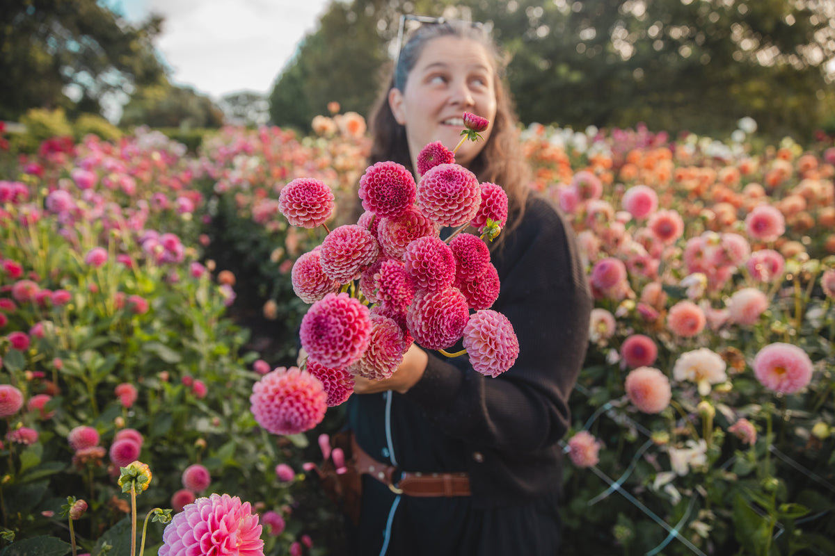 Koko Puff Dahlia
