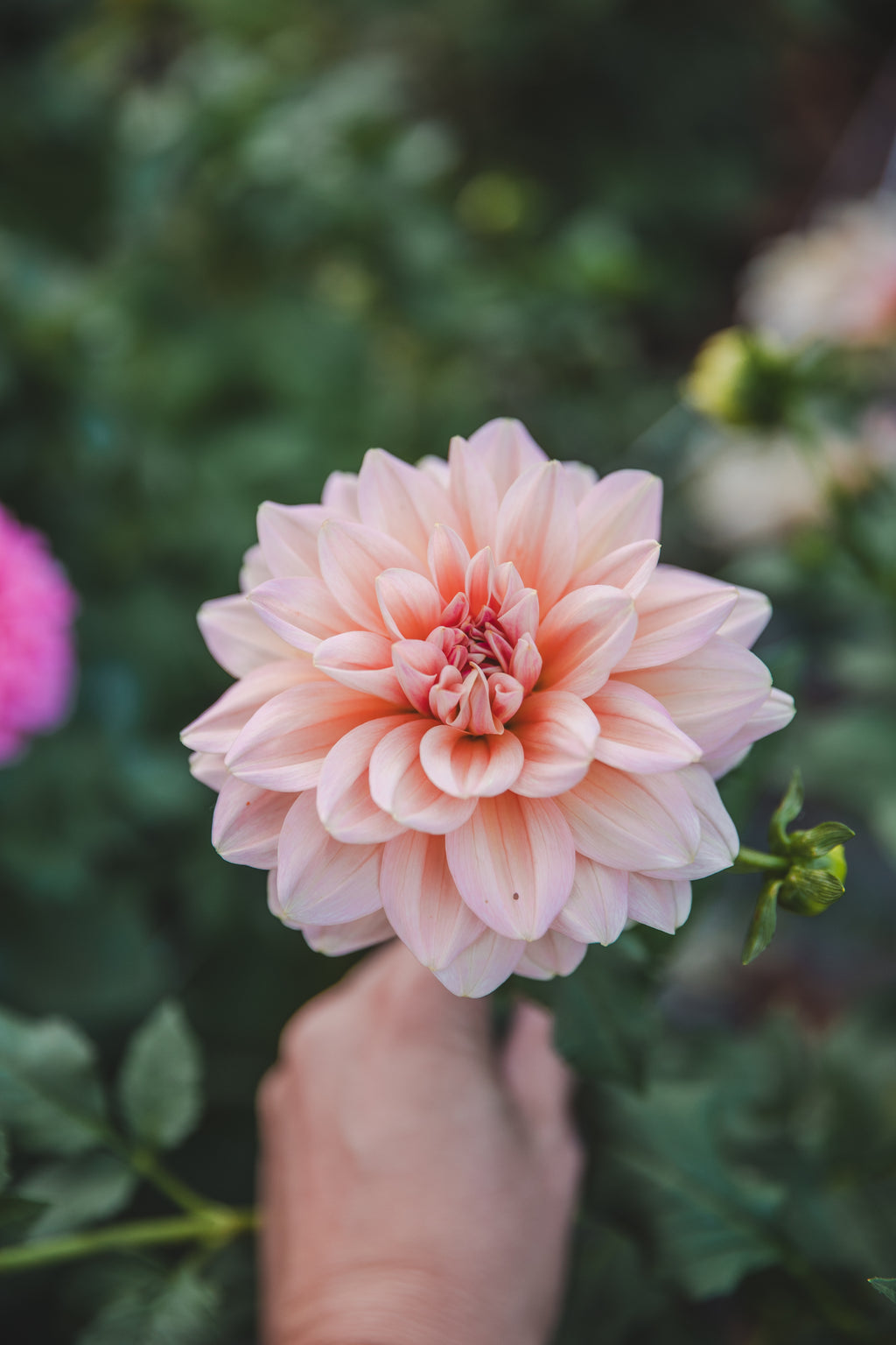 Sheer Heaven Dahlia