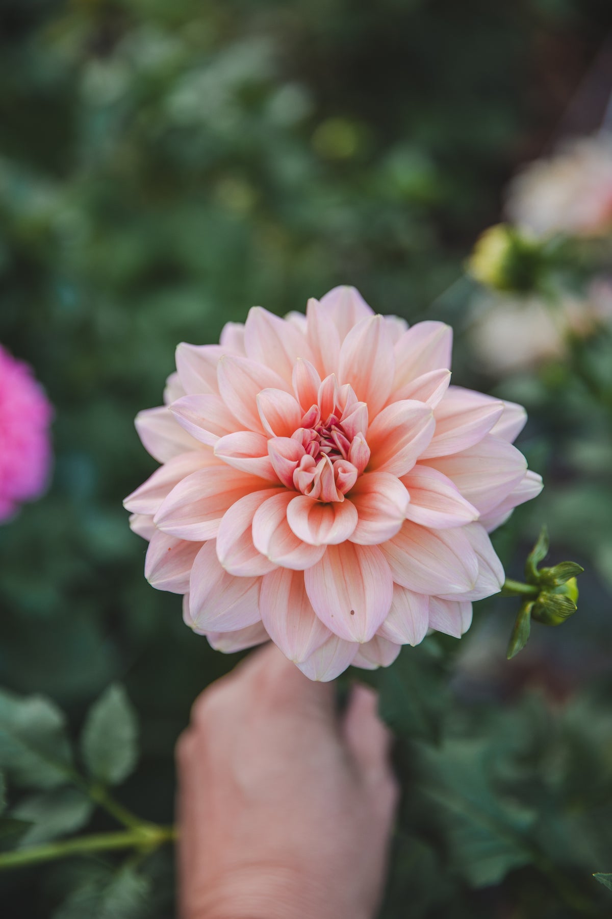Sheer Heaven Dahlia