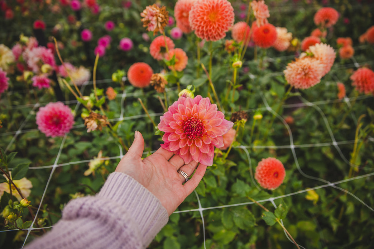 Cameo Peach Dahlia