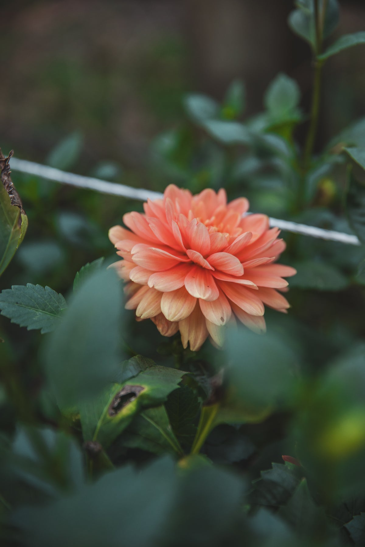 Pam Howden Dahlia