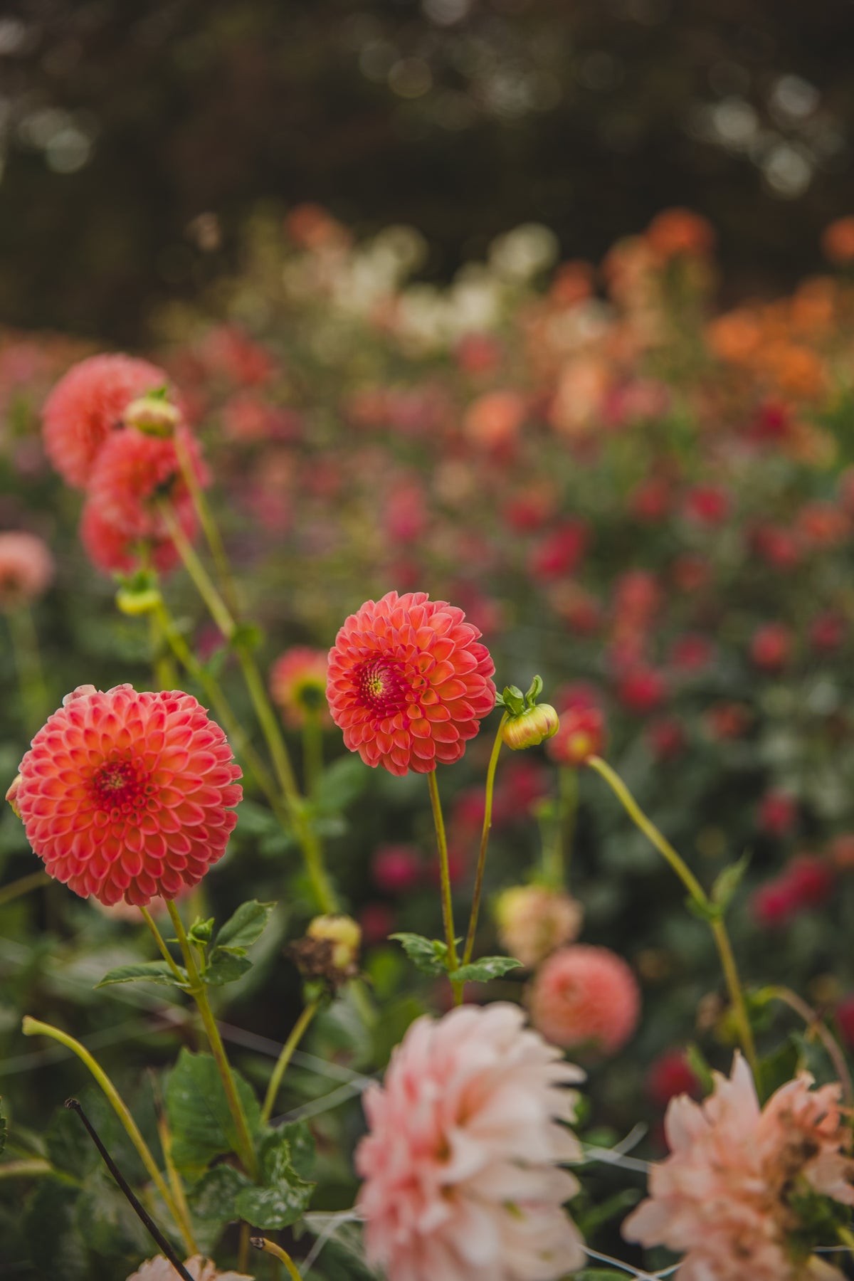 L.A.T.E Dahlia