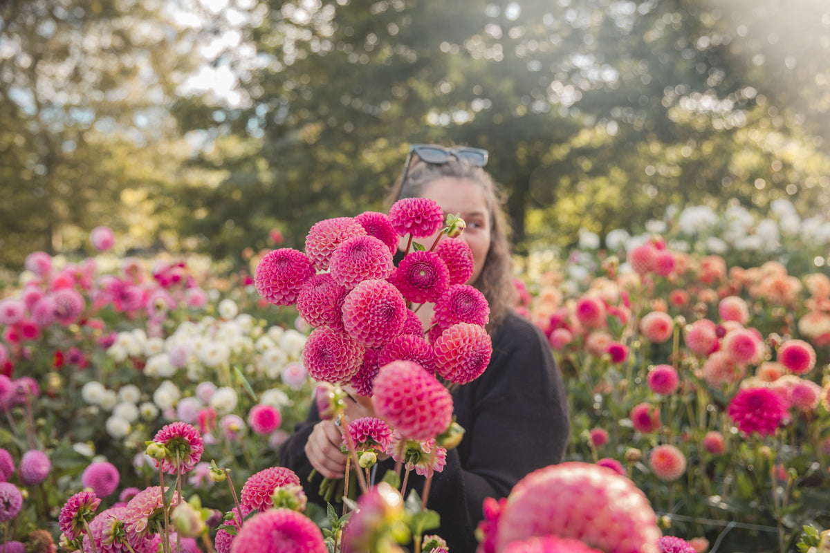 Caitlins Joy Dahlia