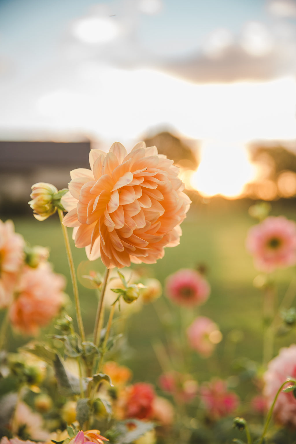 Hollyhill Serenity Dahlia