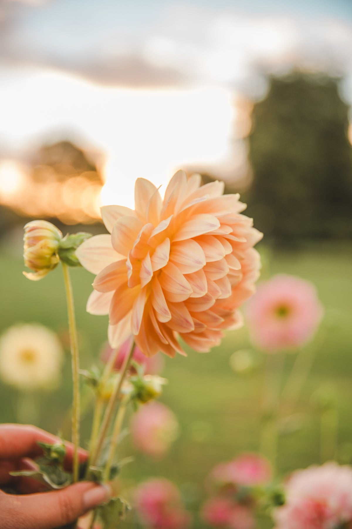 Hollyhill Serenity Dahlia