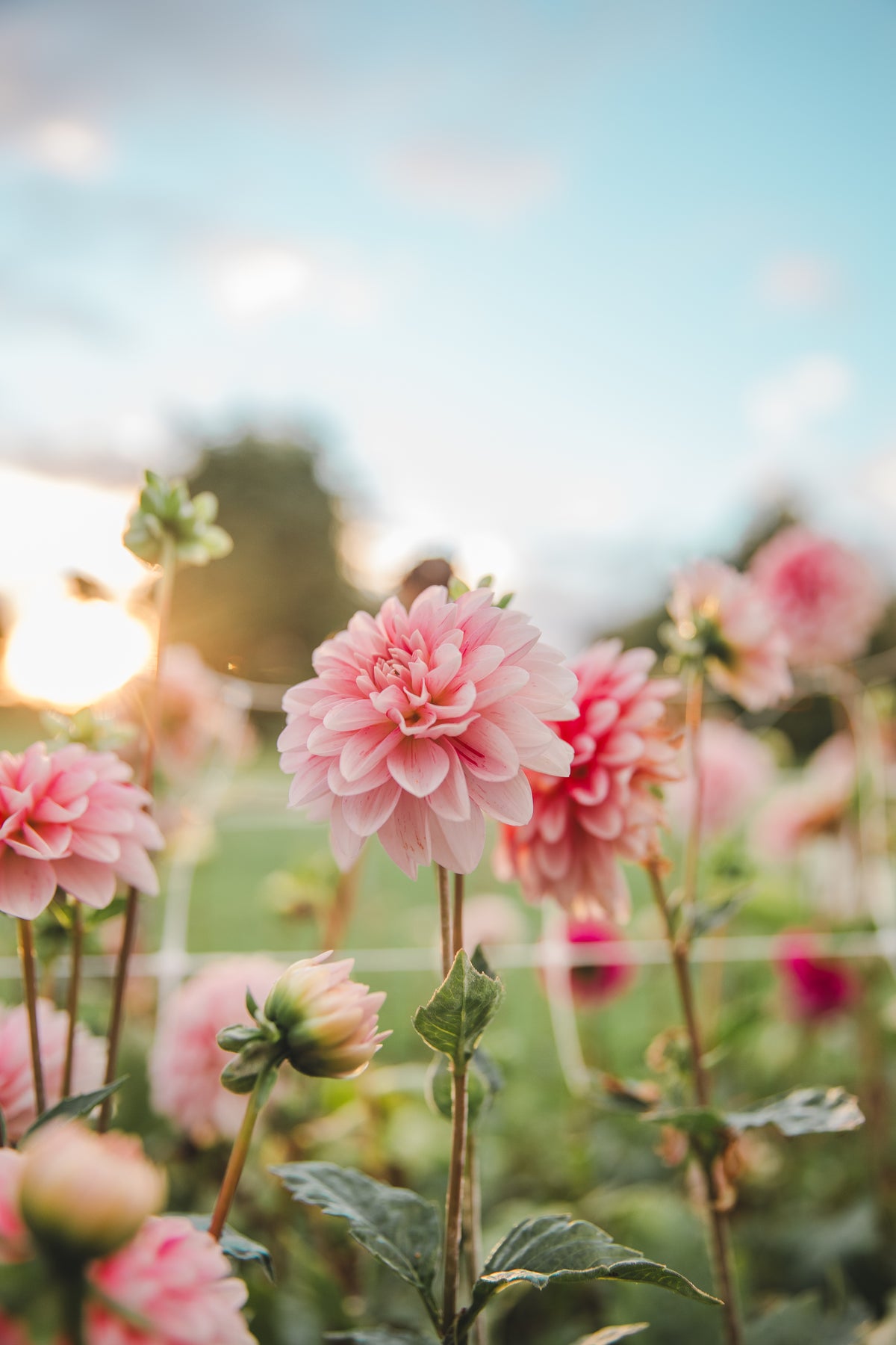 Strawberry & Cream Dahlia