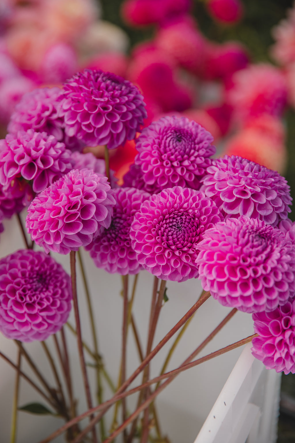 Heather Dahlia