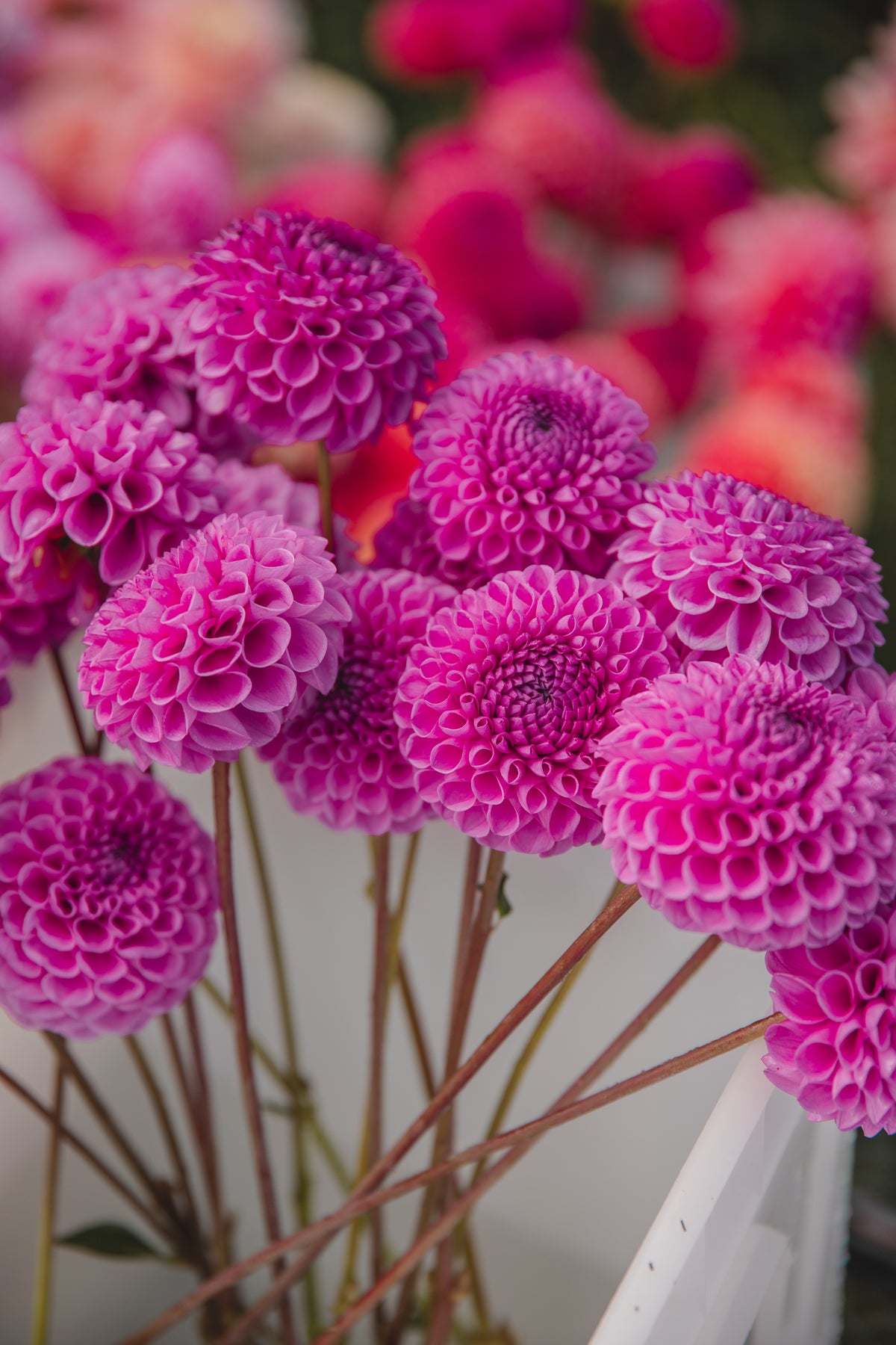 Heather Dahlia