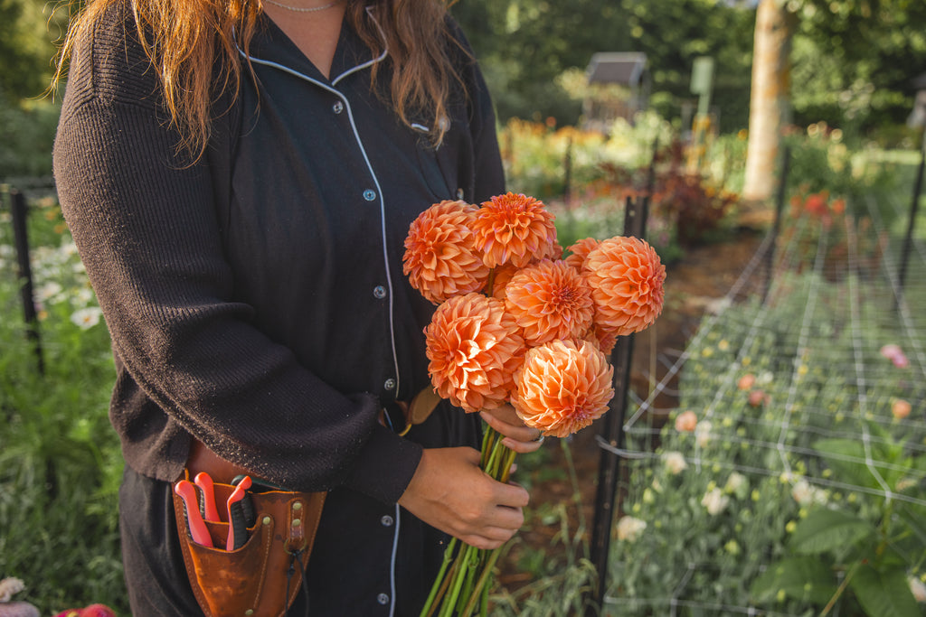 Orange Peaches N Cream Dahlia