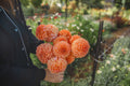 Orange Peaches N Cream Dahlia