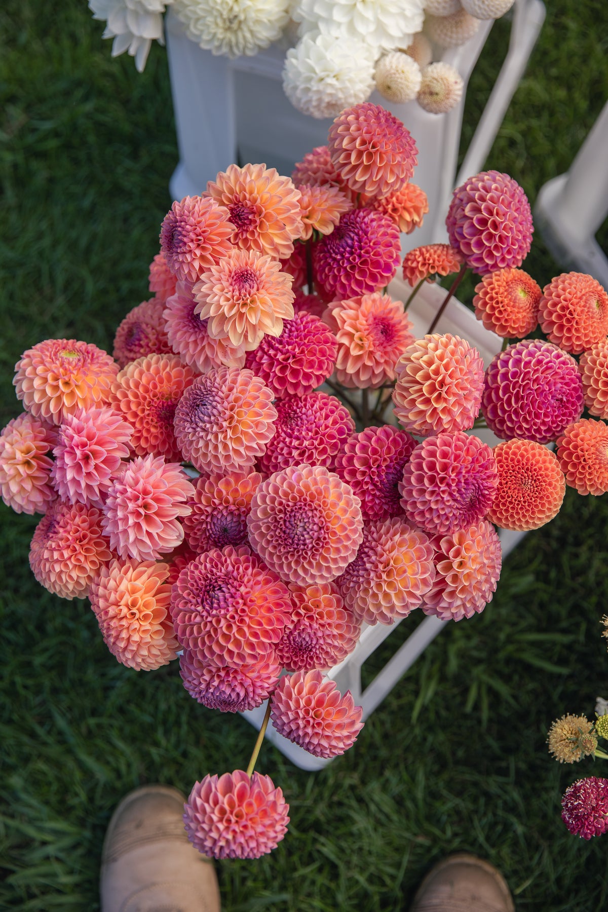 Hapet Coppery Dahlia