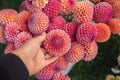 Hapet Coppery Dahlia