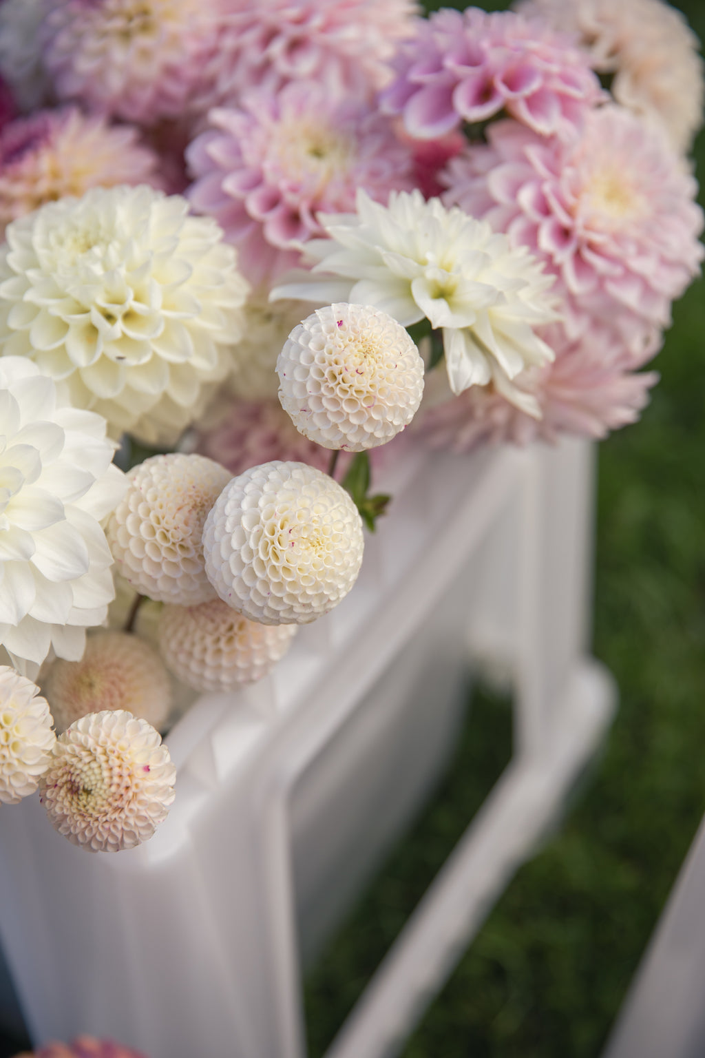 Small World Dahlia