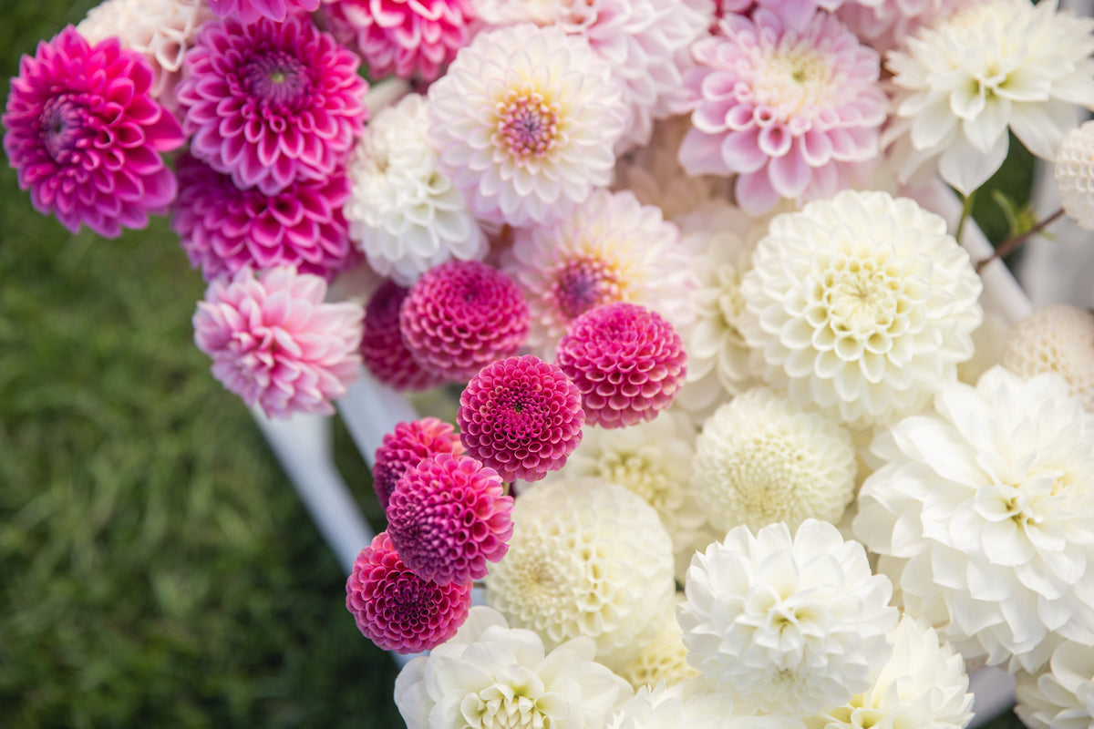Koko Puff Dahlia