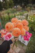 Chrichton Honey Dahlia
