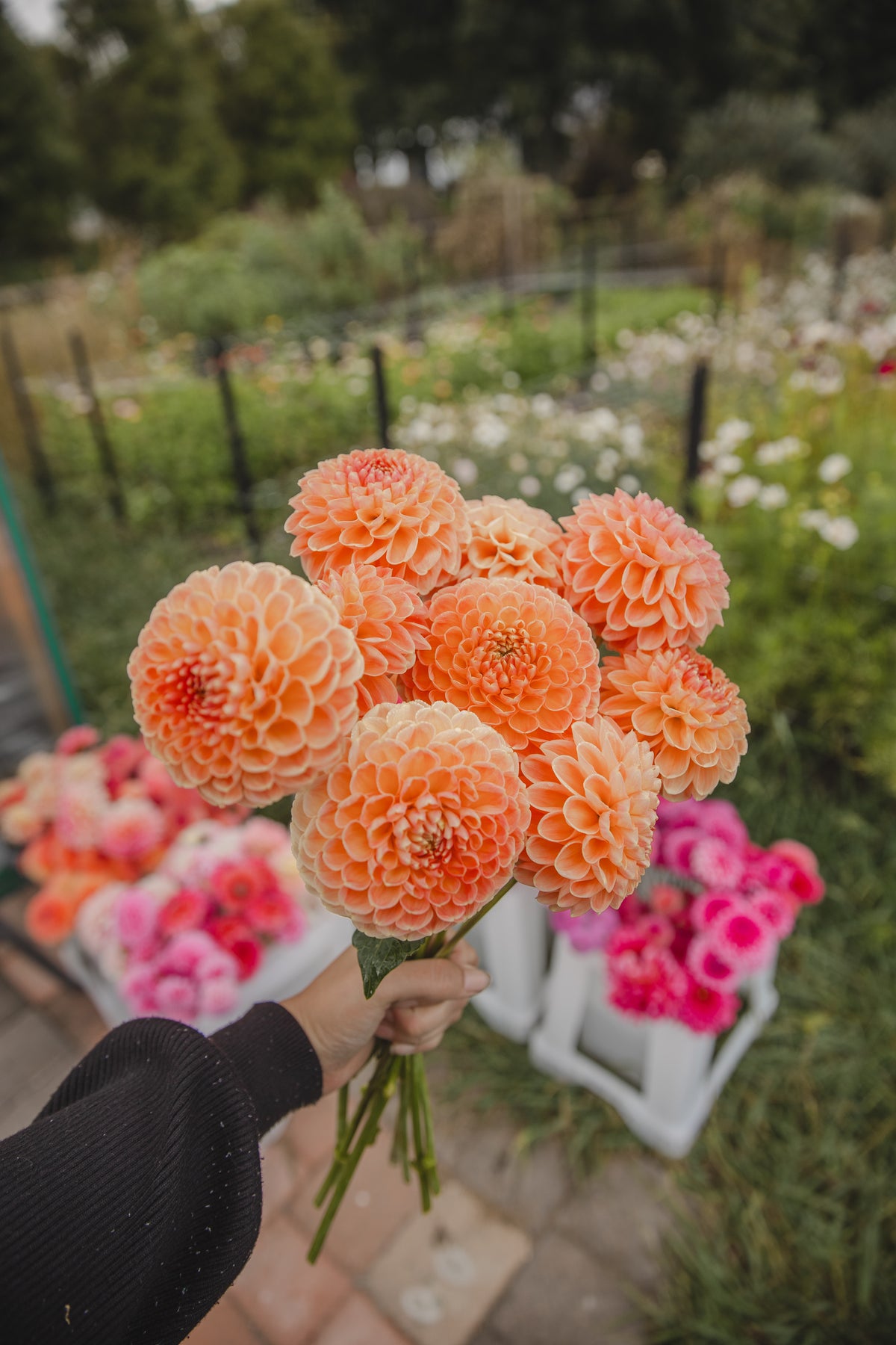 Chrichton Honey Dahlia