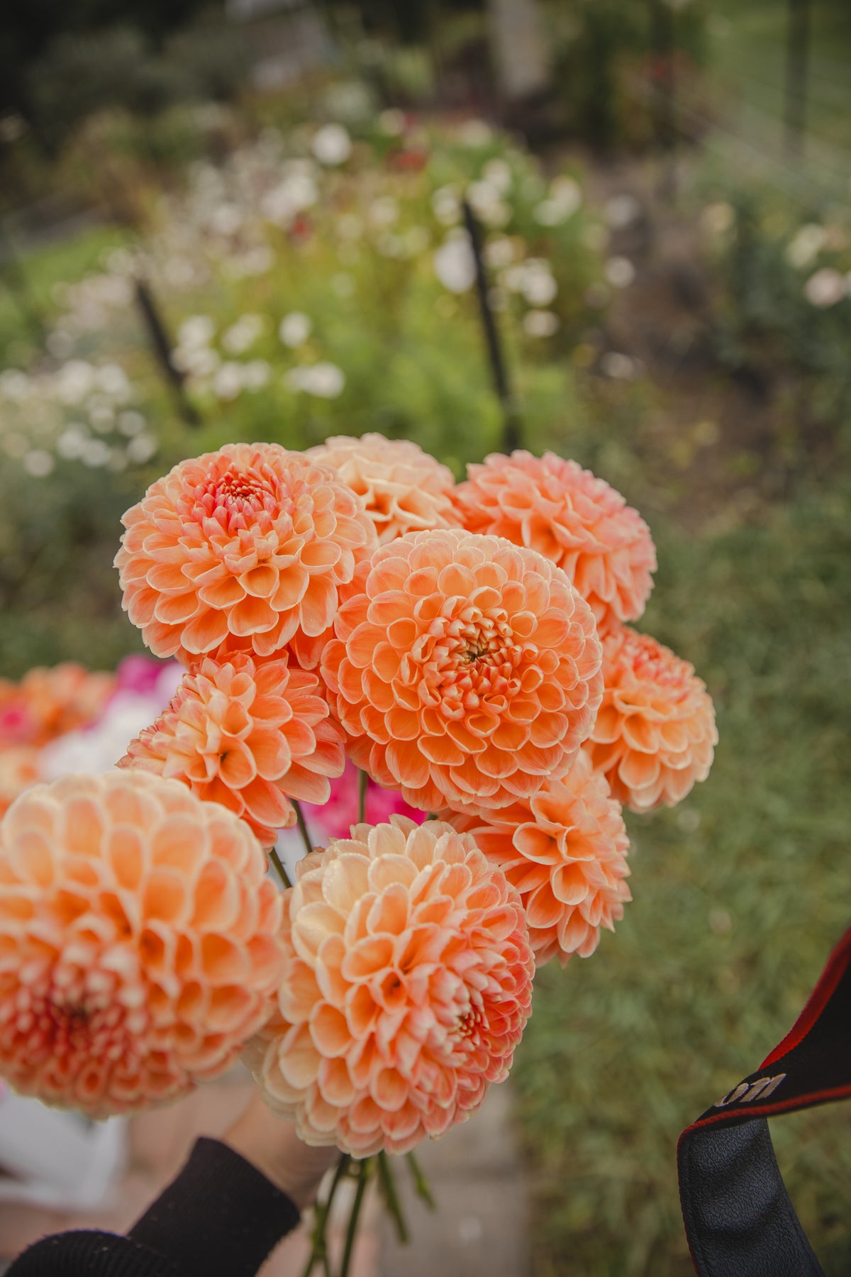 Chrichton Honey Dahlia