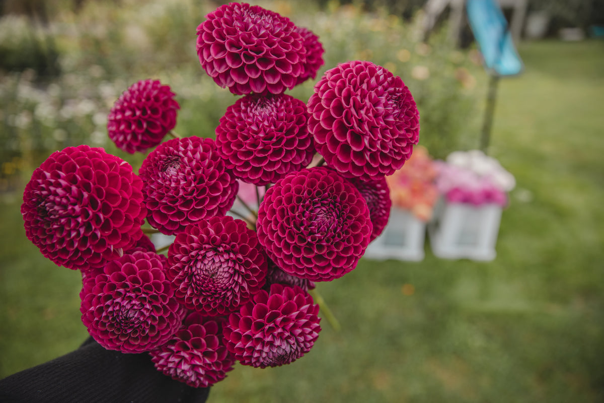 Ivanetti Dahlia