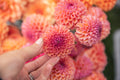 Snoho Jojo Dahlia