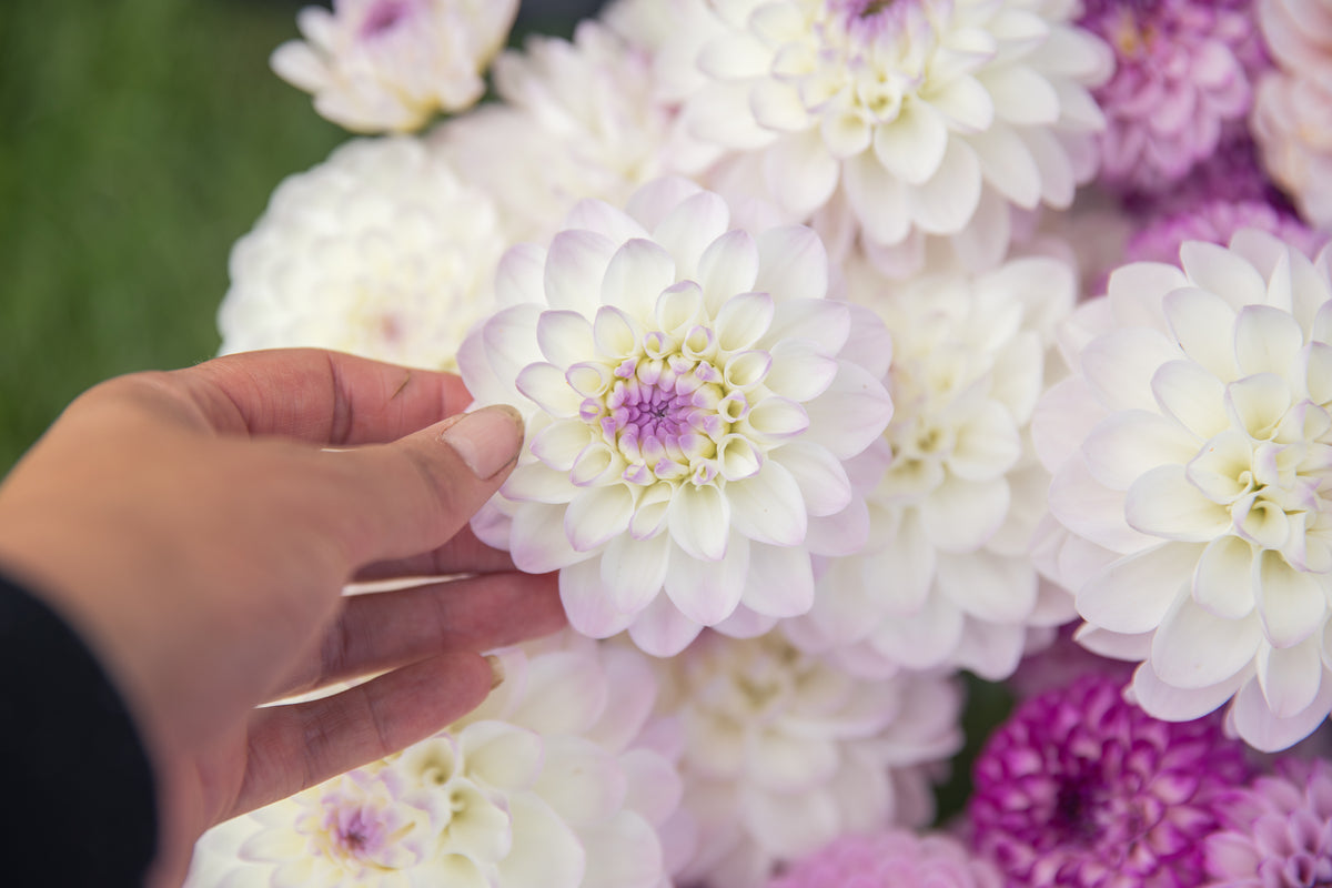 Eveline Dahlia