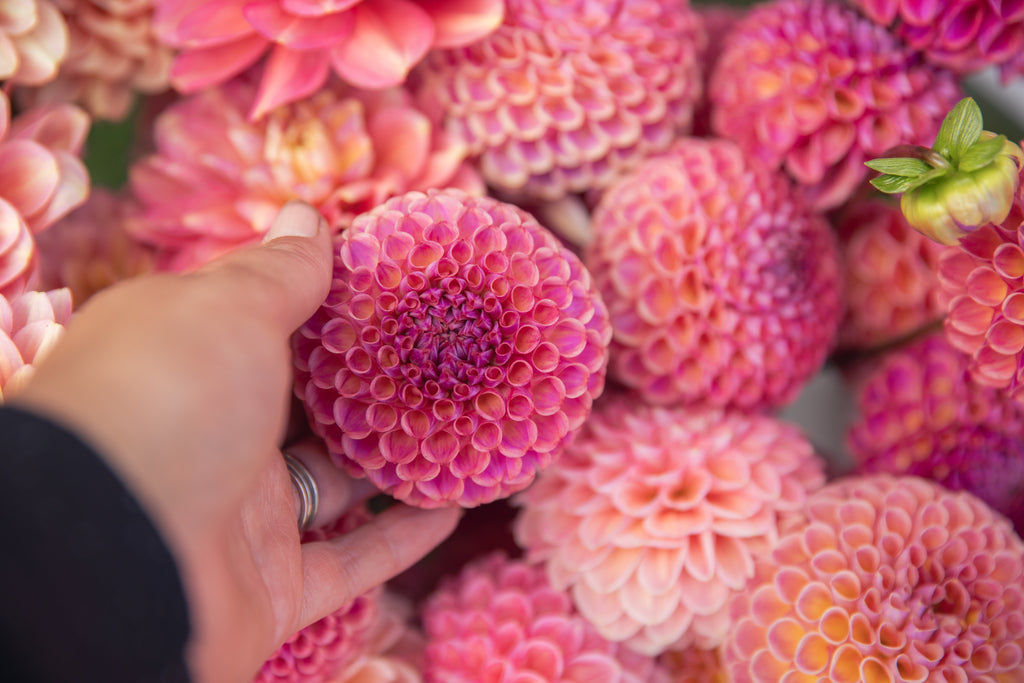 Caitlins Joy Dahlia