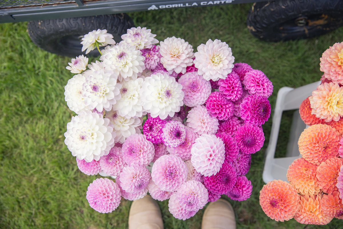 Eveline Dahlia