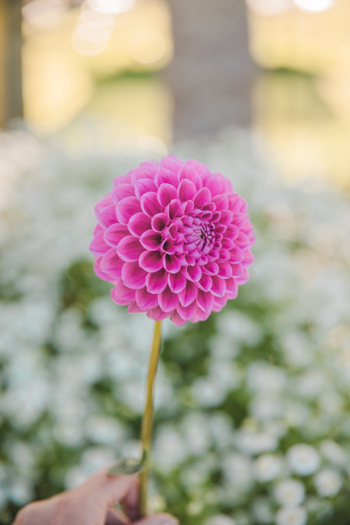 Sweet Fabienne Dahlia