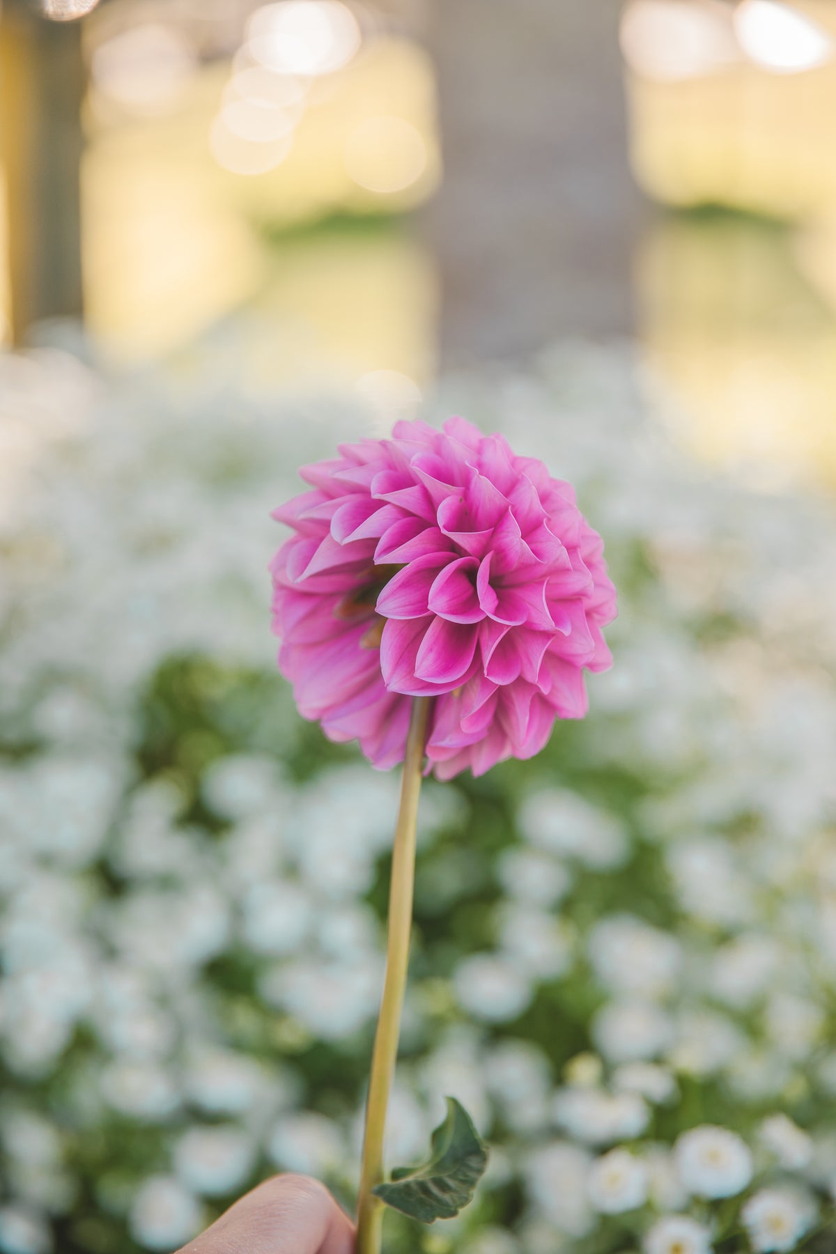 Sweet Fabienne Dahlia