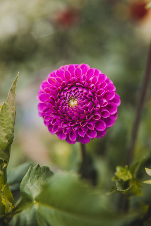 Ball Bundle - Dahlias