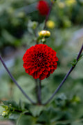 Viking Dahlia
