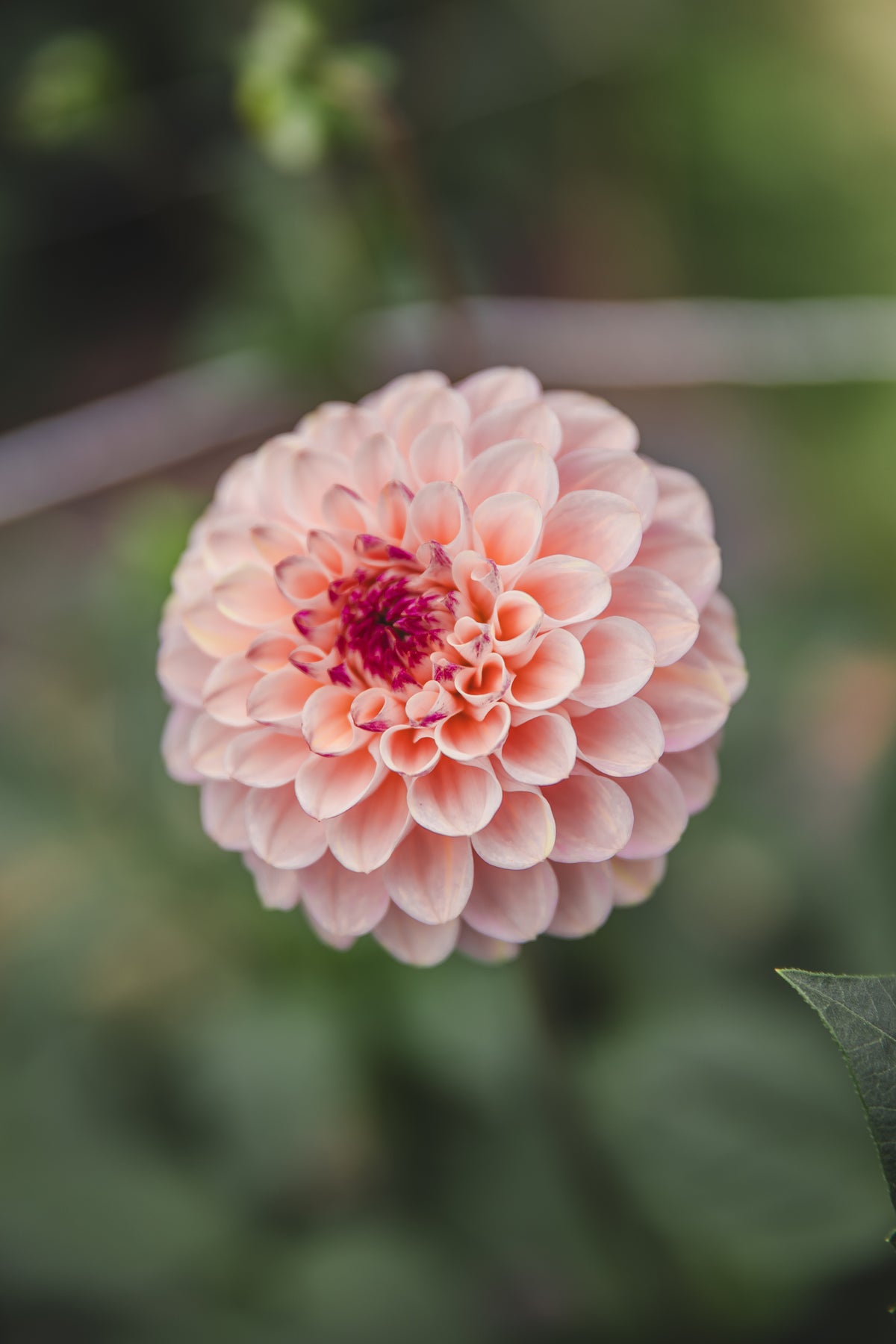 Wine Eyed Jill Dahlia