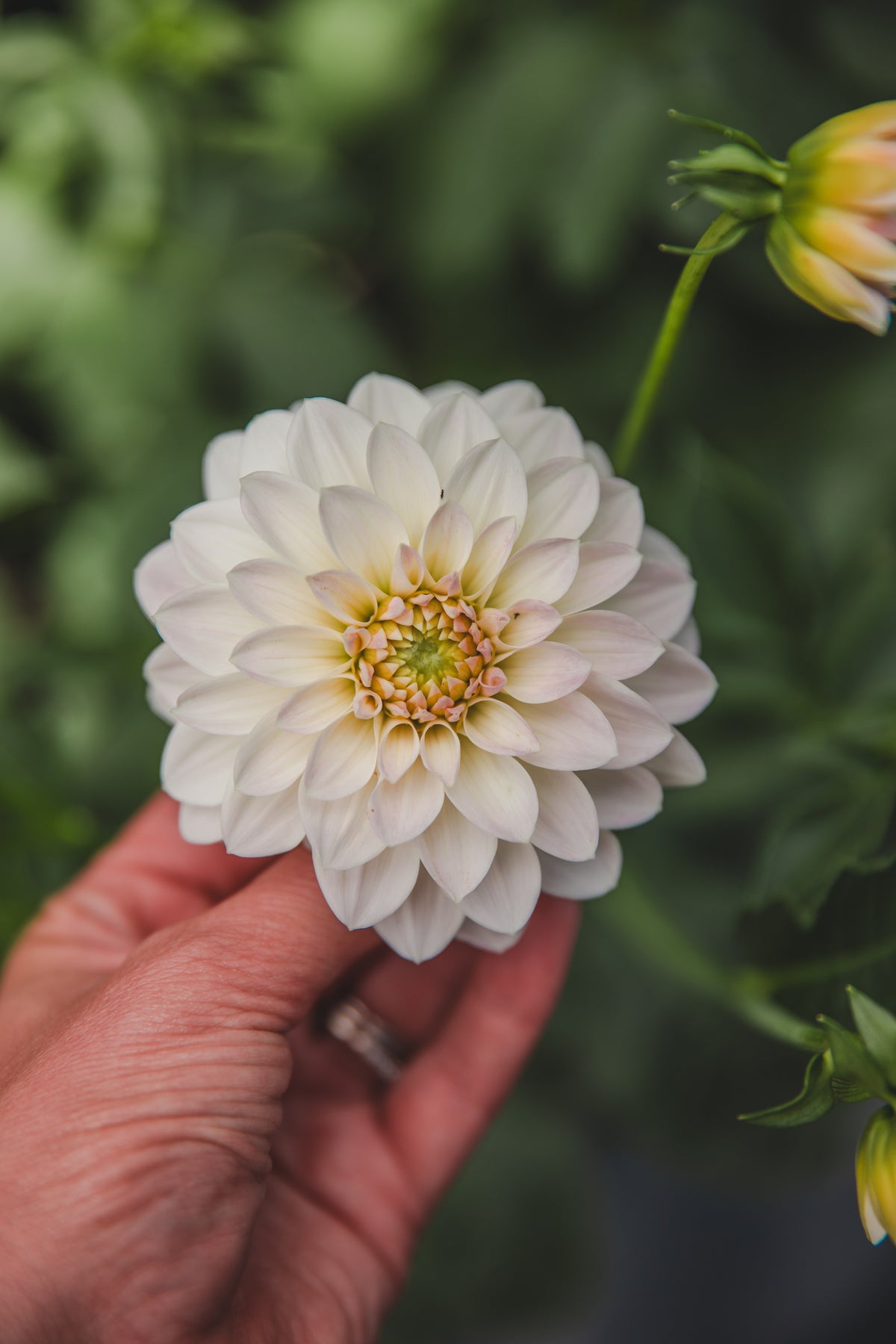 JC's Blush Beauty Dahlia