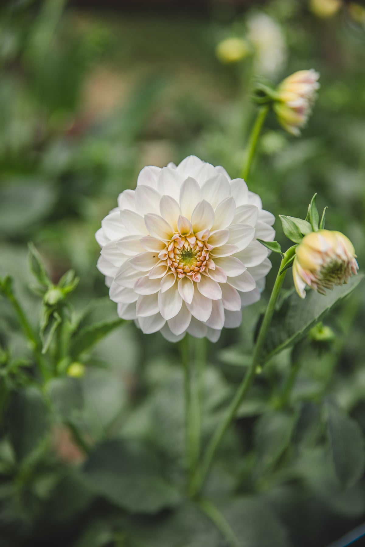 JC's Blush Beauty Dahlia