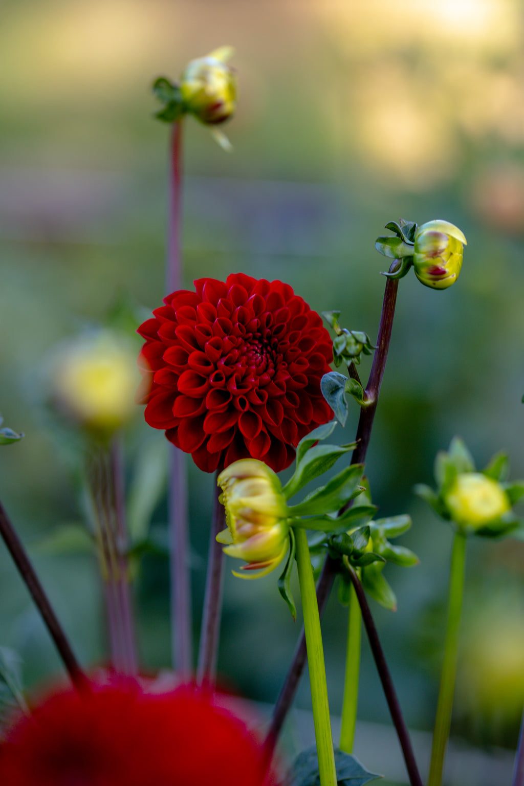 Viking Dahlia
