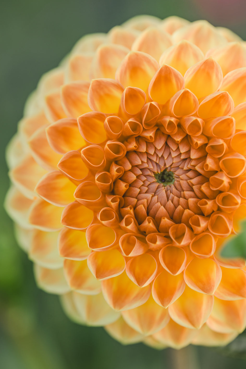 Blyton Softer Gleam Dahlia