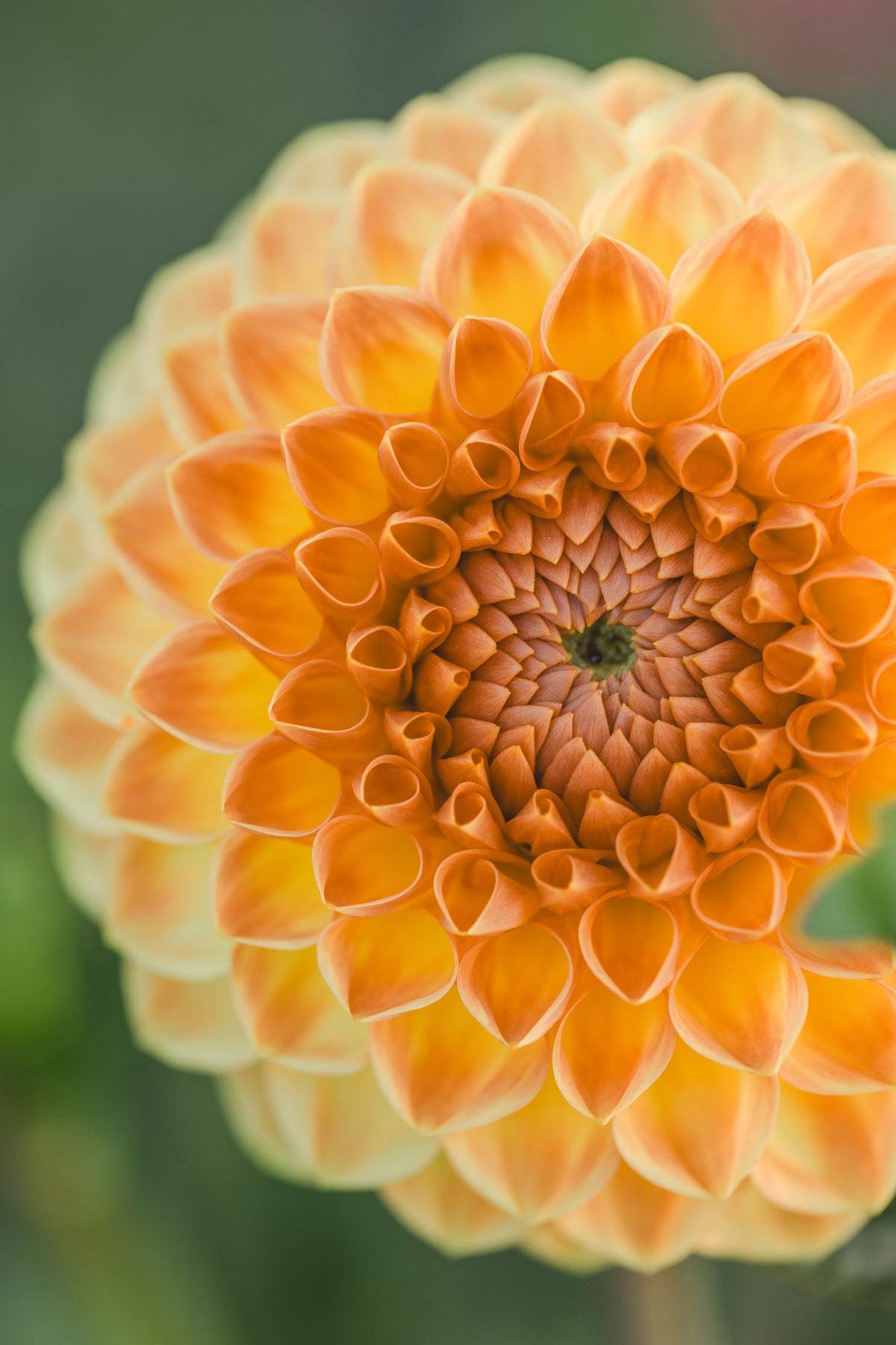 Blyton Softer Gleam Dahlia