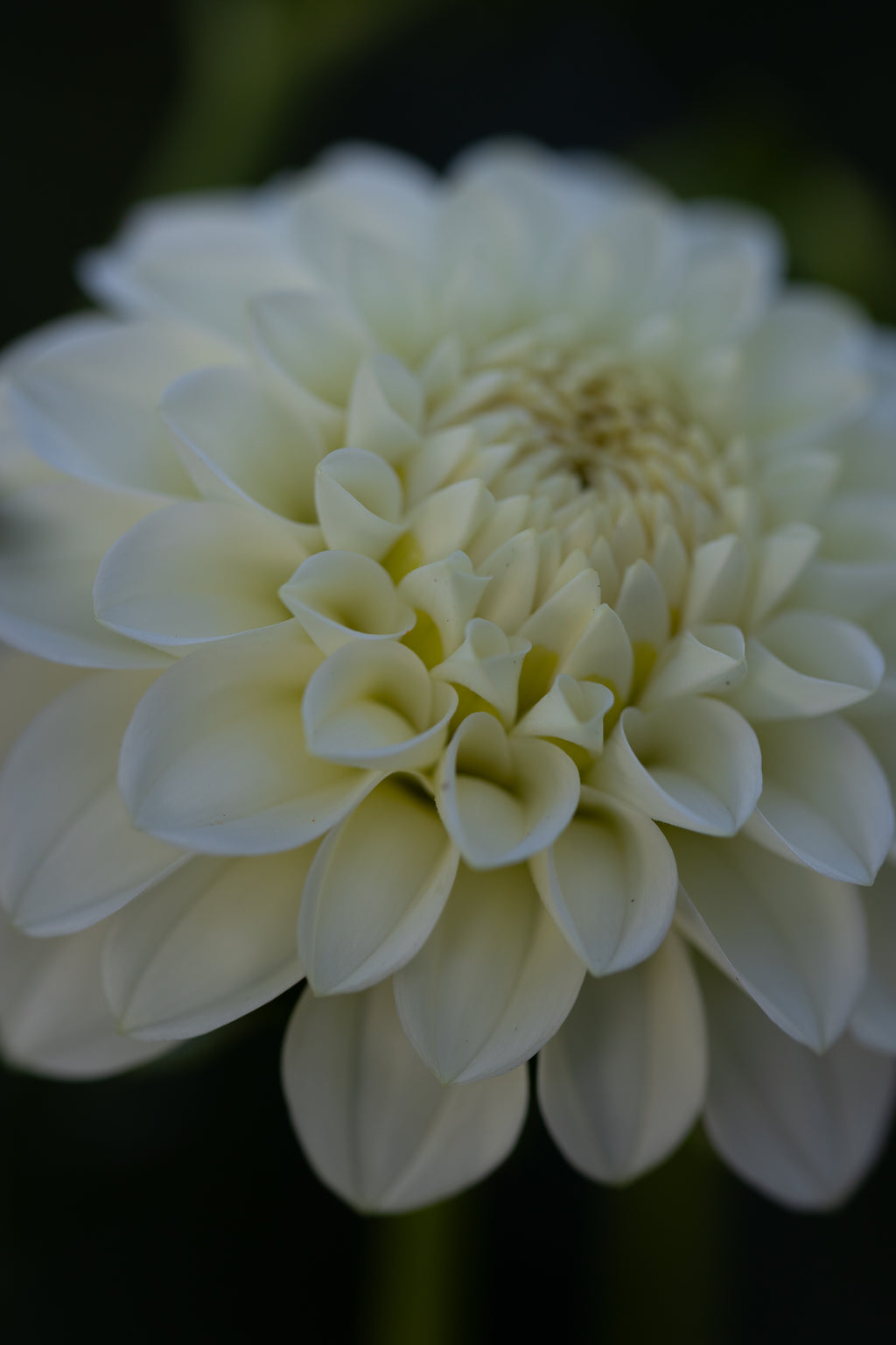 Chaos Bloom Pavlova Dahlia